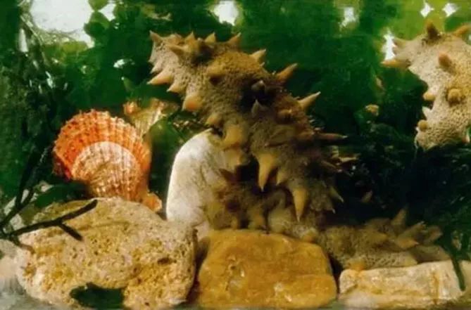 底播海参和养殖海参,底播海参和大棚海参的区别