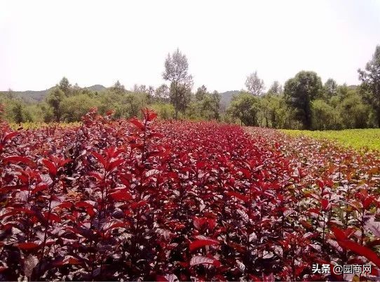 色块苗报价,小色块苗的种植前景