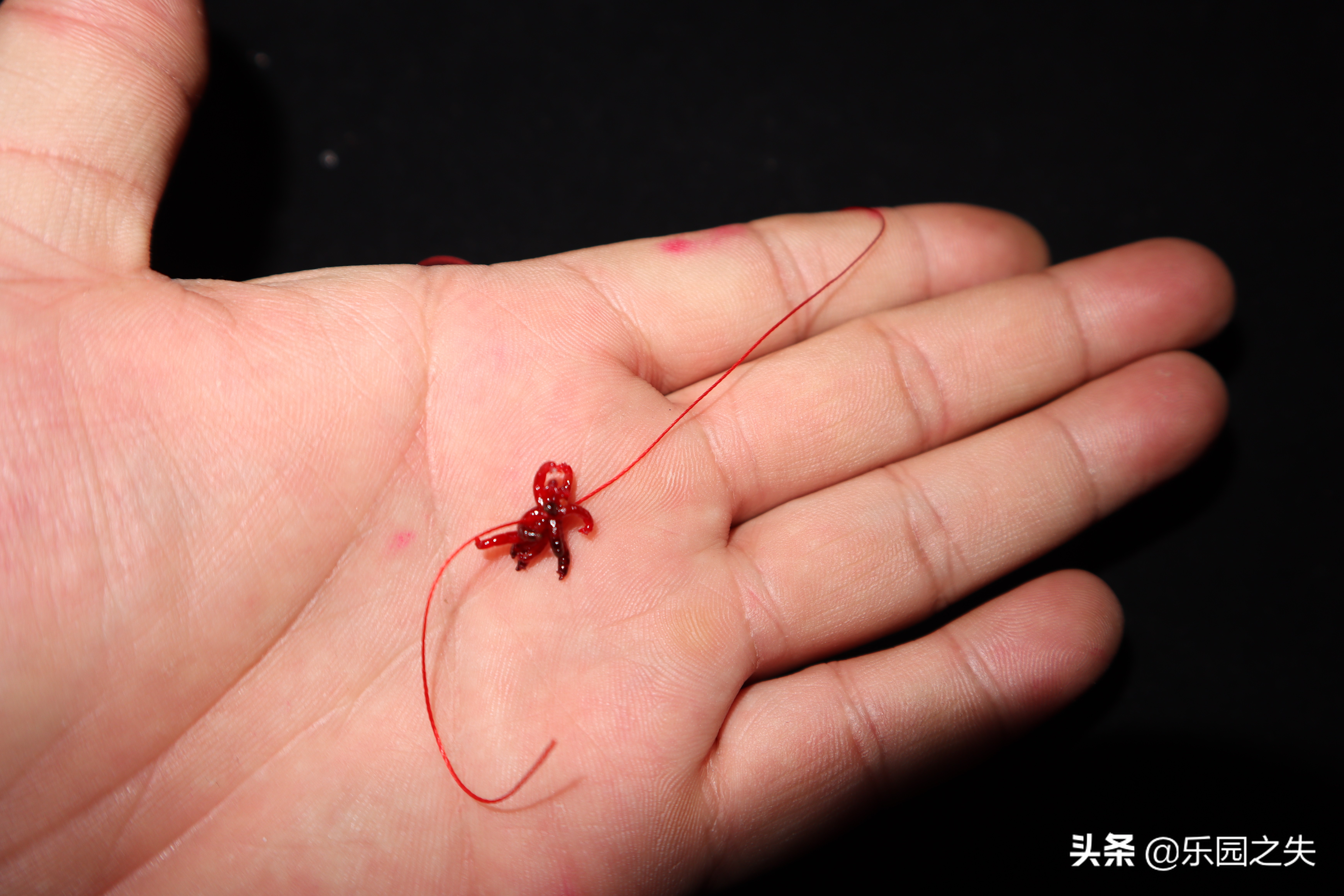 冬季红虫野钓直接挂钩,冬季钓红虫怎么抓口