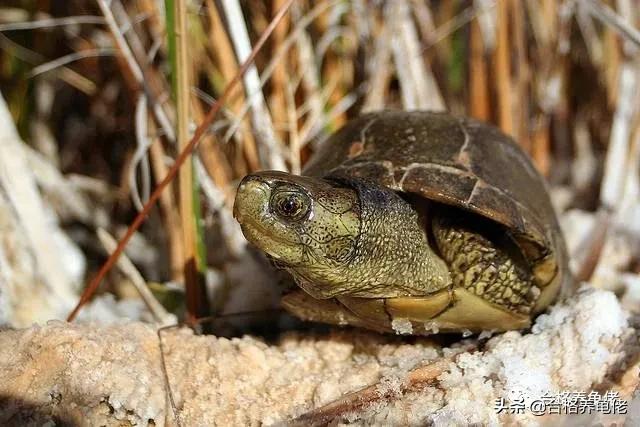 对于喂龟的宠物小零食，你是怎么看待的？