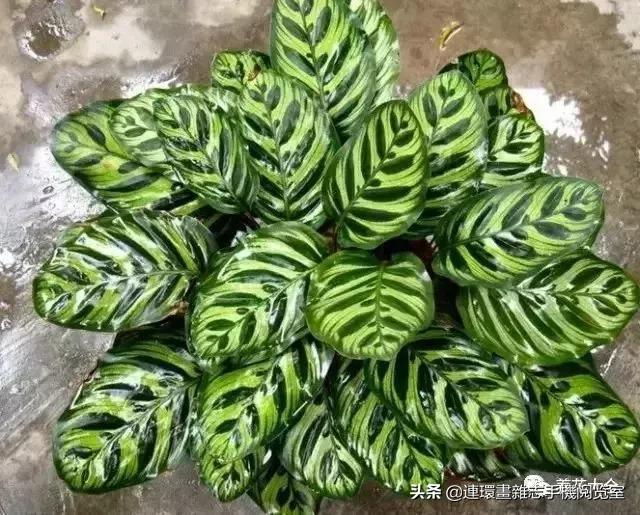 100种常见花卉植物图谱,100种花卉素描图谱