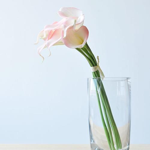 马蹄莲怎样养才能爆花,马蹄莲不开花应该怎么养