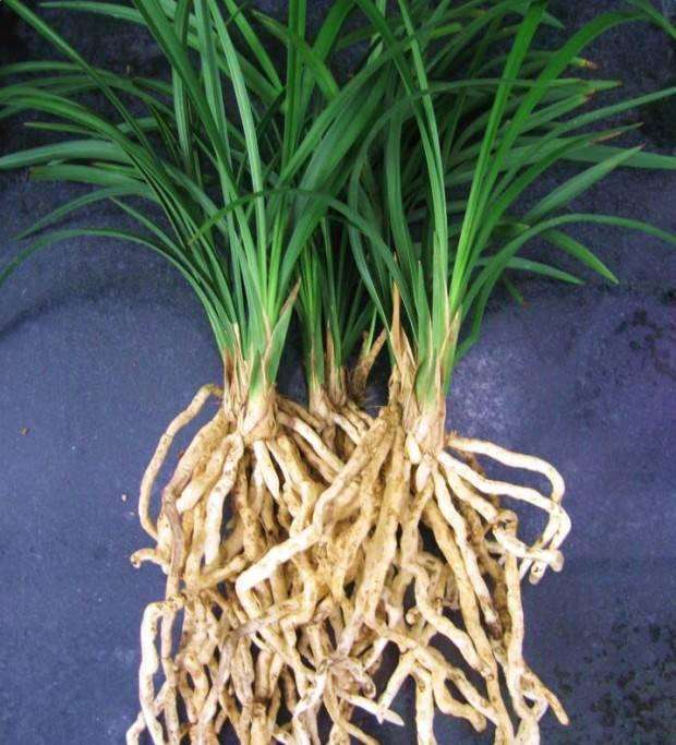 刚上盆兰花能用兰花专用营养液,兰花怎样上盆成活率高