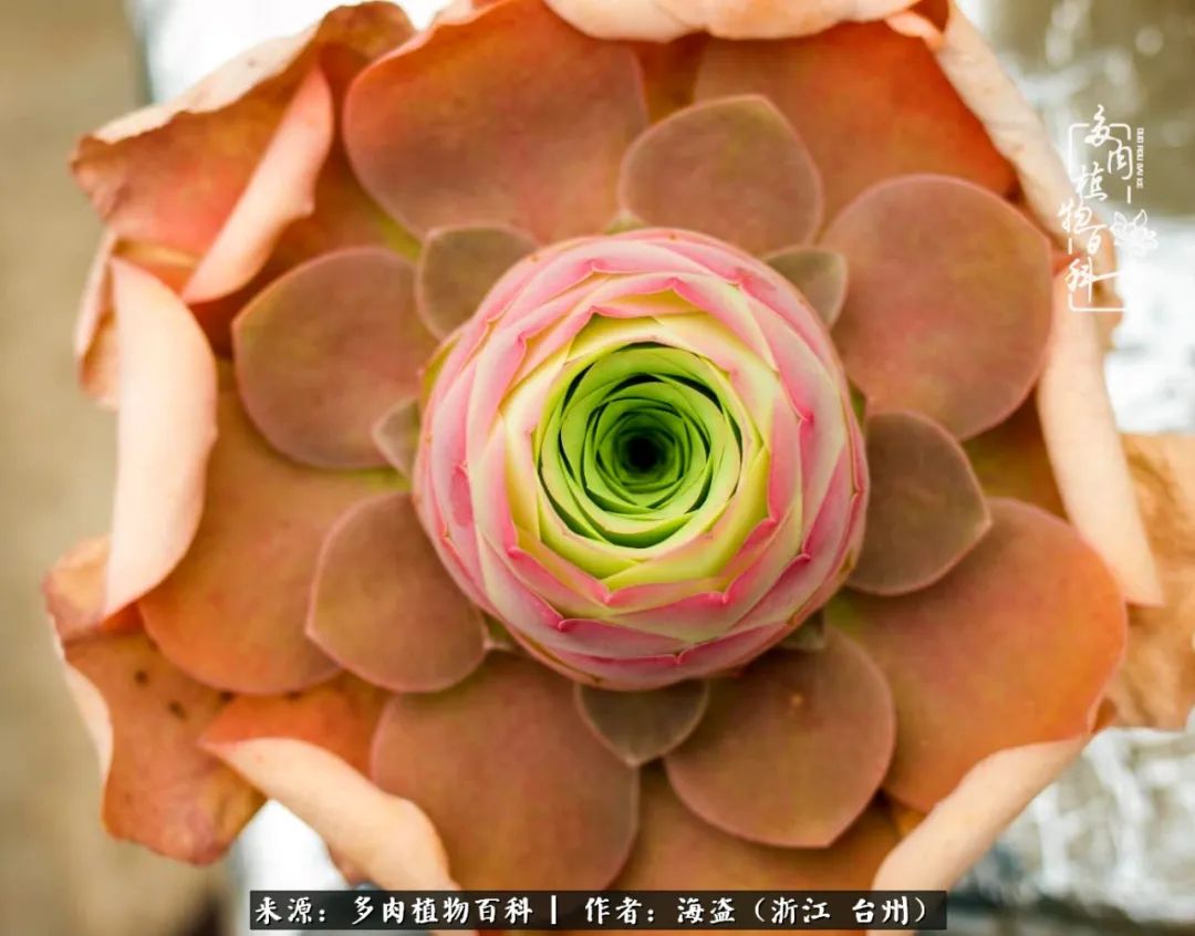 独爱玫瑰与法师！解密金老板和他的屋顶御花园