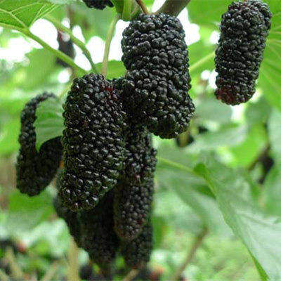 农桑14号桑树怎么种植和管理,果叶都可以入药的桑树哪个品种好