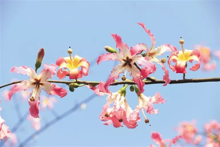 永恒的蓝中文,永恒的蓝歌曲