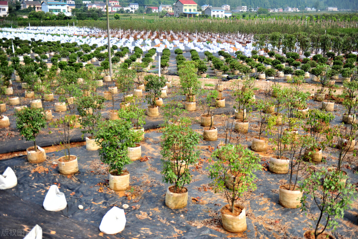 苗木冬季养护标准,盛夏园林苗木养护