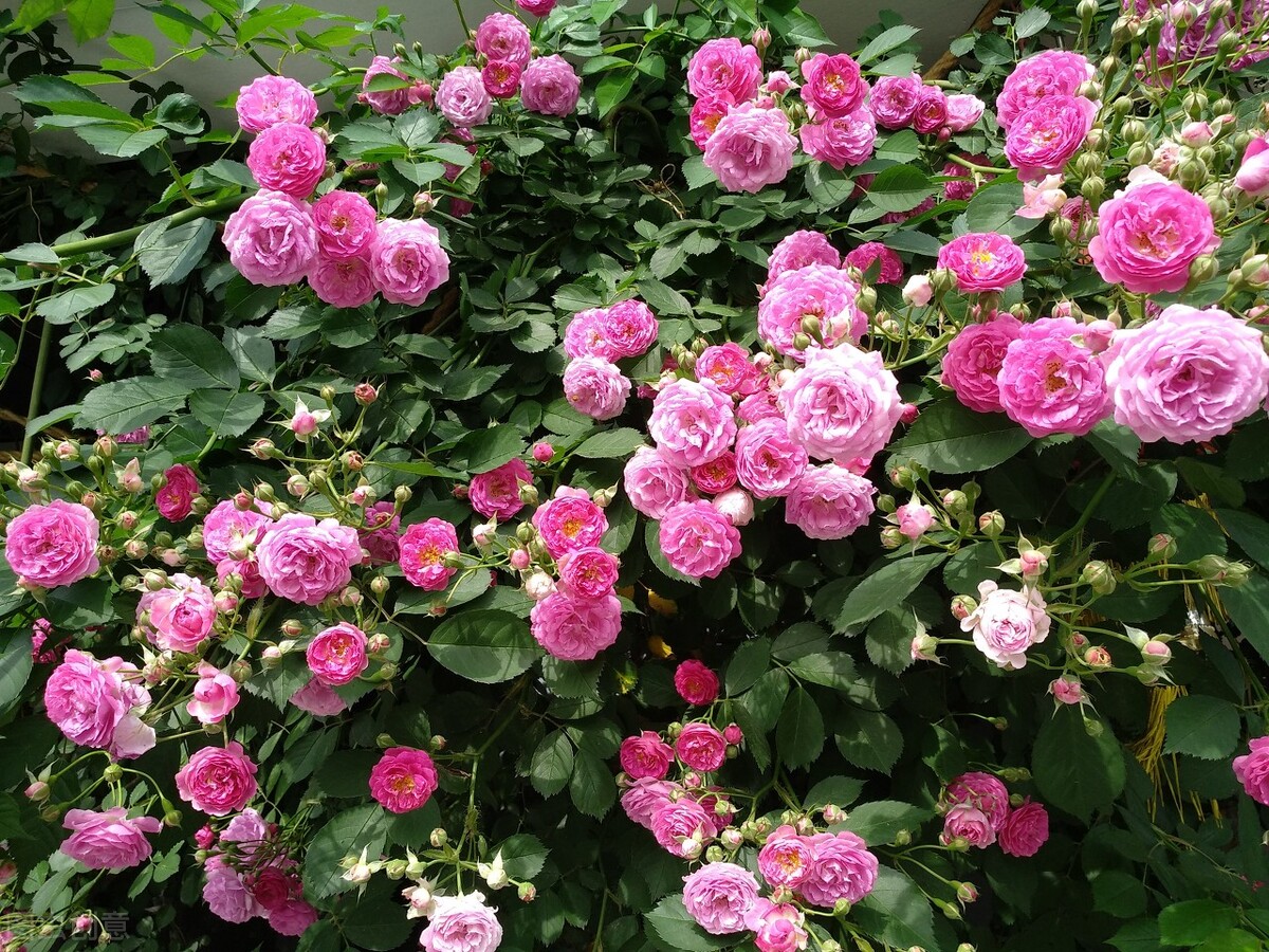 园林人需要知道的85个花卉知识,园林花卉的种类及图片