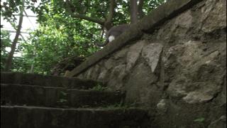 吸猫最高境界图片,吸猫最高境界完整视频