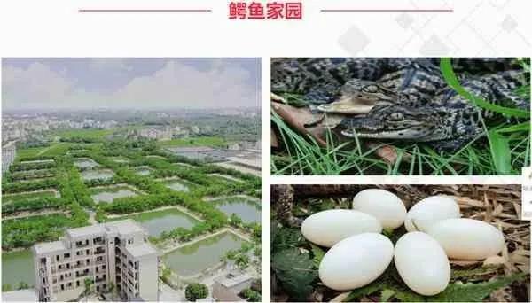 云养殖：喂鸡、种花、养老虎，2020直播电商新风口