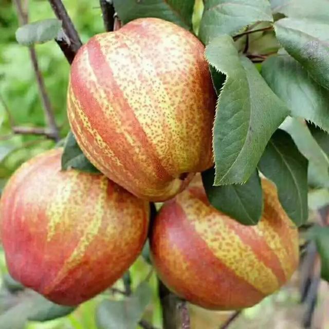 气温高吃什么水果降暑,大暑想要消暑适合吃这些水果