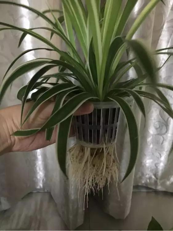 怎样让水培绿萝和吊兰长得快,绿萝吊兰水培后如何盆栽