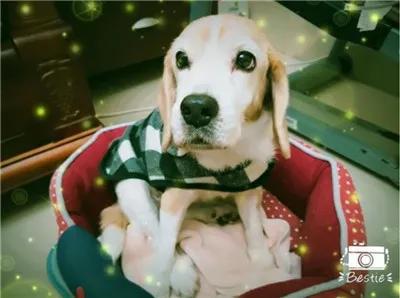 狗狗临终关怀,狗狗临死前的6大征兆铲屎官