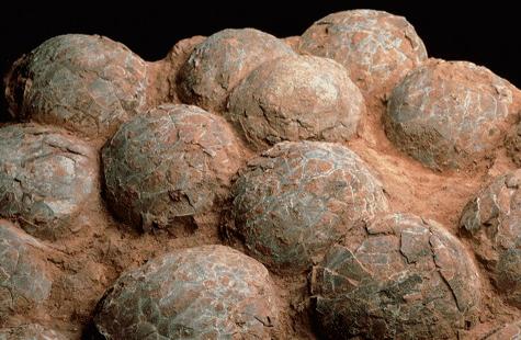 恐龙蛋化石里面有恐龙基因吗,关于恐龙蛋和恐龙化石的科普