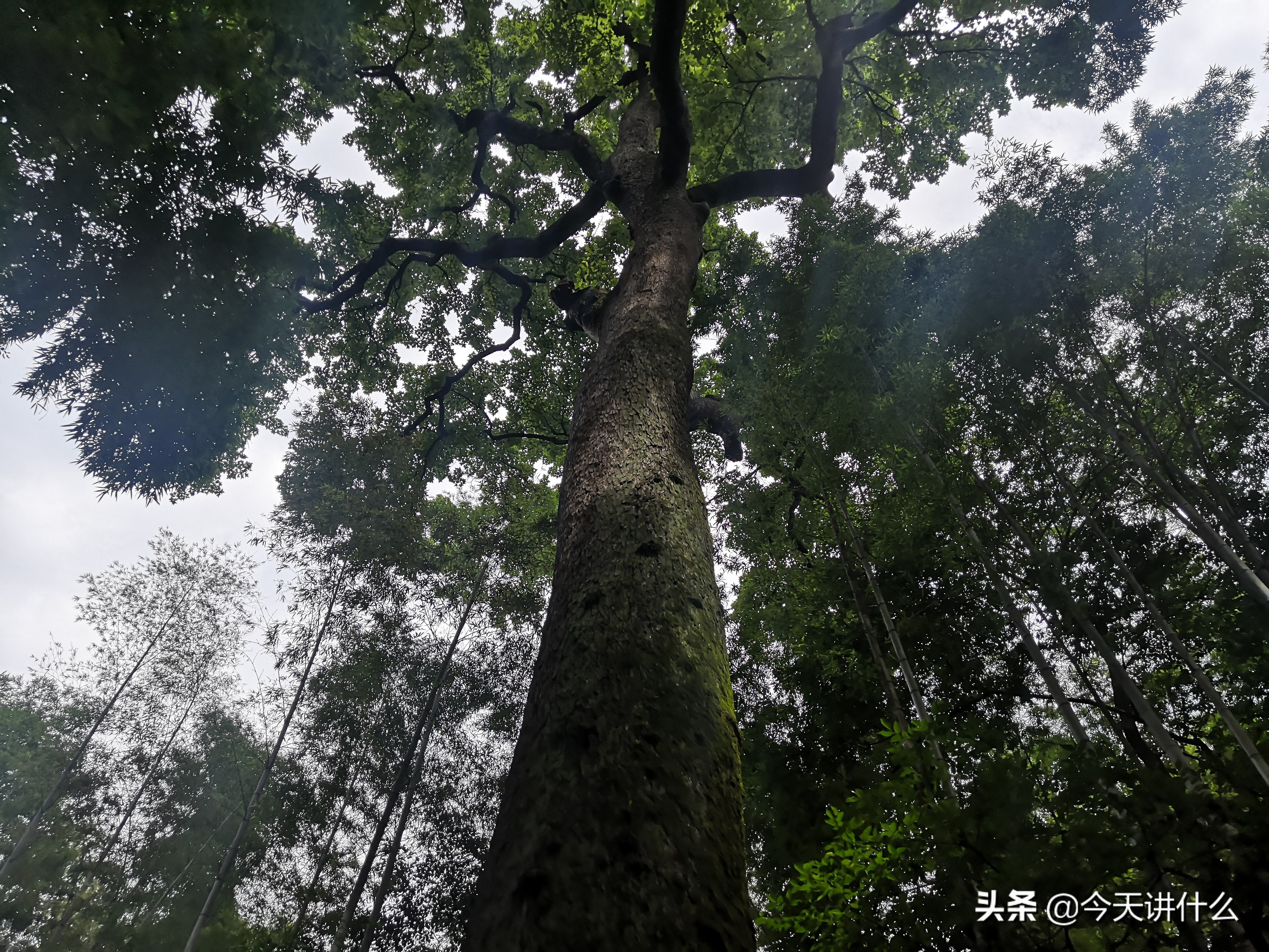 云栖竹径徒步路线图,龙坞茶村和云栖竹径