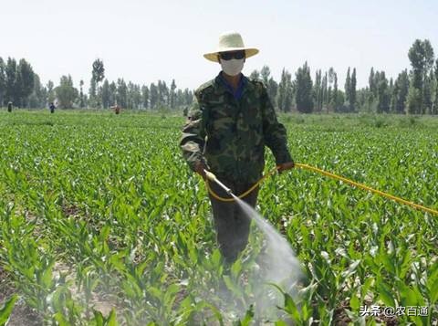 杀虫药杀菌效果最好的方法,生物肥治虫