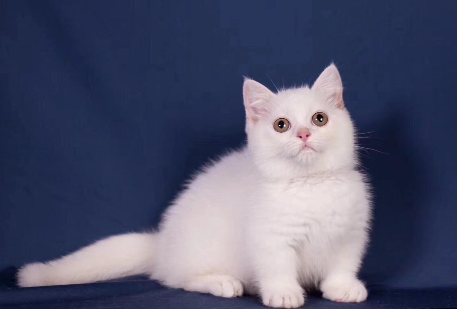 为什么养猫要看品种和血统,养猫养哪个品种吸引小姐姐