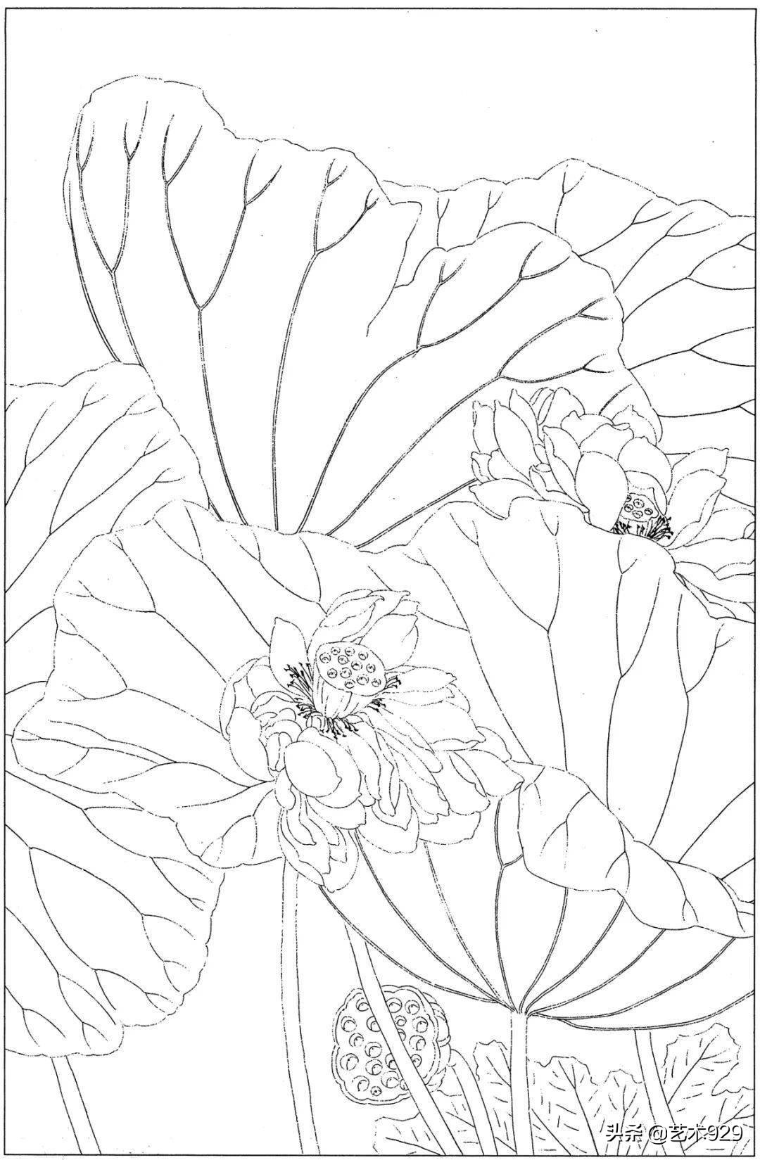 适合初学者的荷花白描画稿,荷花小品实用白描画稿