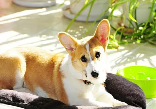 狗狗来月经了多久可以洗澡,狗狗来月经给它洗澡了怎么办