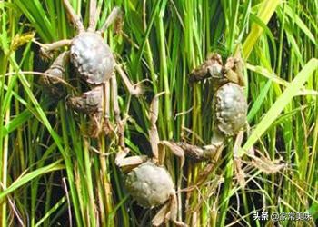 这五种螃蟹一定不要买,买螃蟹时有哪些注意事项