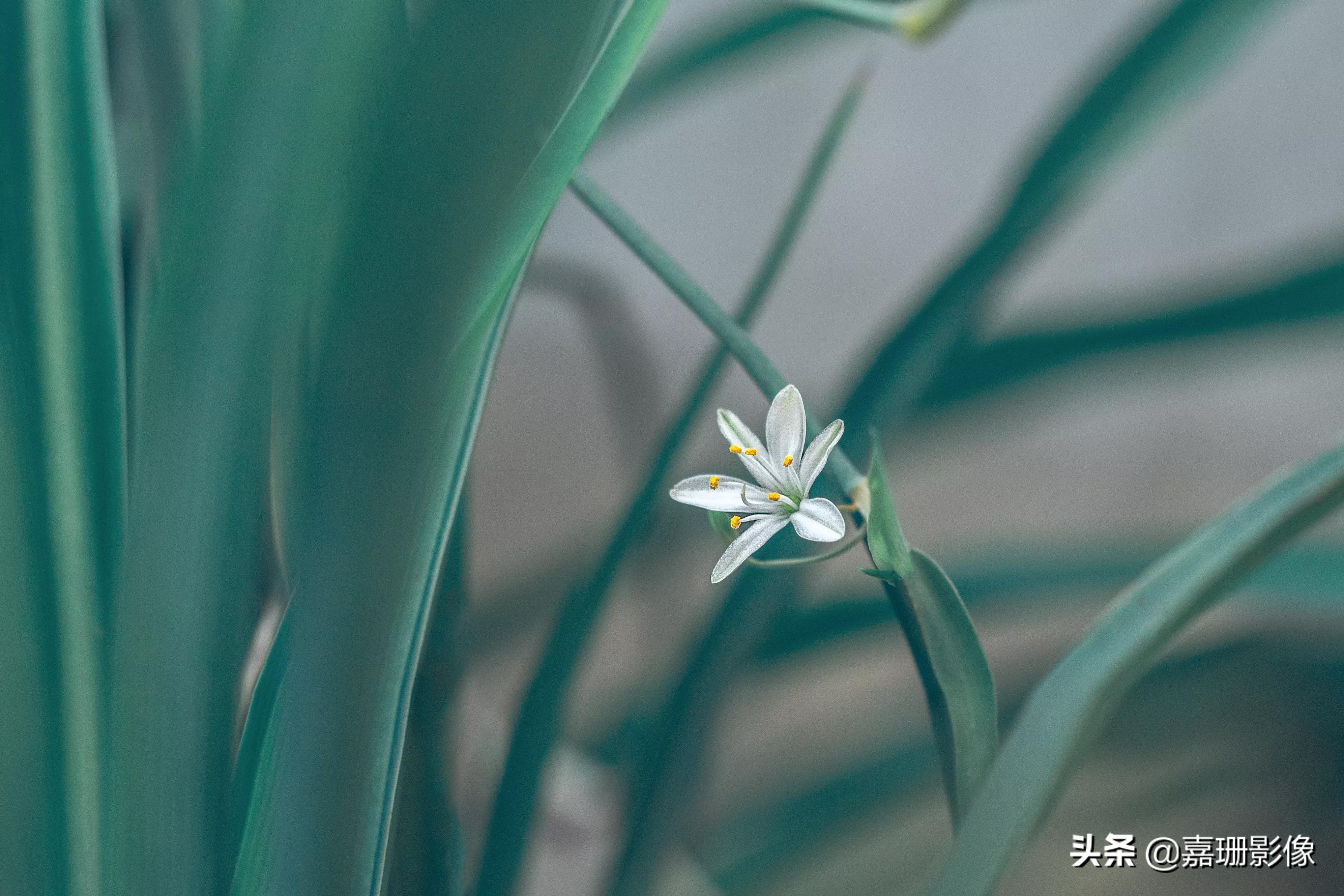 看看花容，听听花语2020年我镜头里的百种花卉