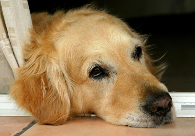 新手铲屎官养狗好还是养猫好,同样是铲屎官养狗和养猫的区别