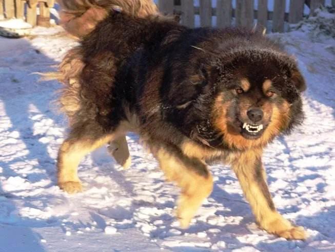 中华田园犬12个品种图哪个好,中华田园犬12个品种都是哪些