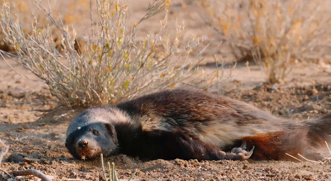 蜜獾吞食毒蛇视频,克星蜜獾专门咬很凶猛的毒蛇