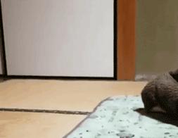 别动不动“累成狗”，汪星人表示不服！