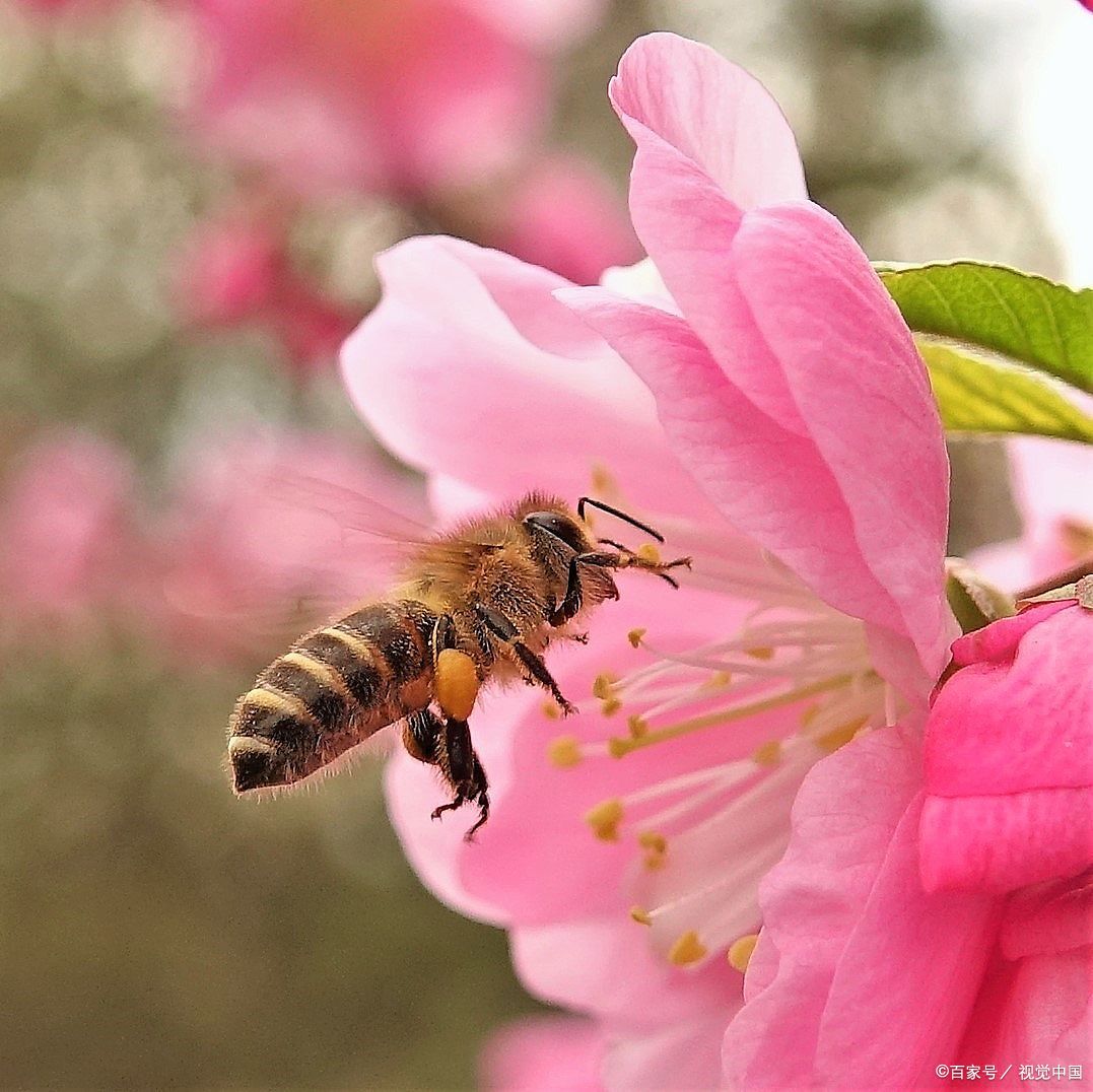 四季轮回又浅秋，葵花向阳乐难休/邢桂珍诗词（六首）