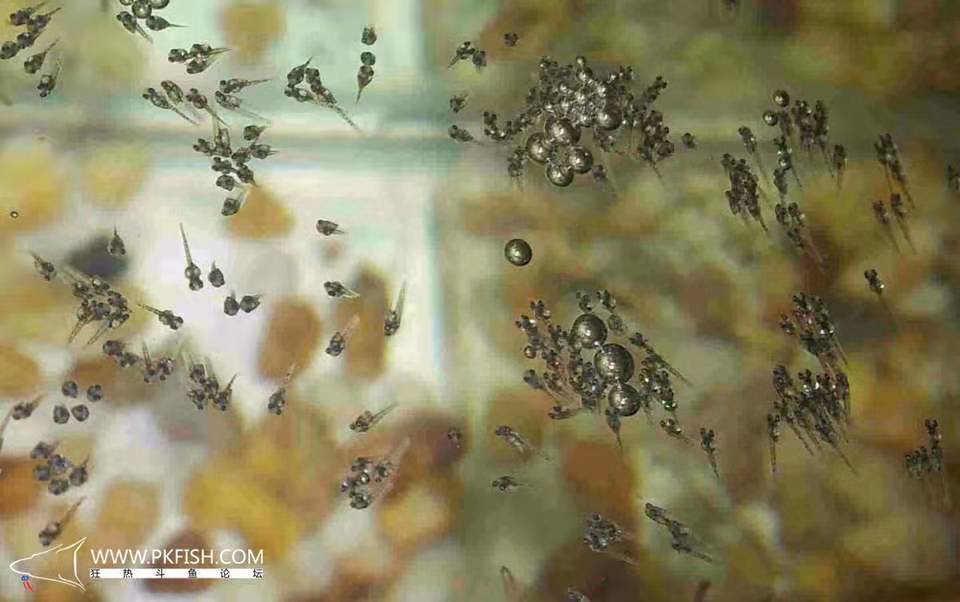 中国斗鱼繁殖直播教程视频,繁殖中国斗鱼要多大的鱼缸