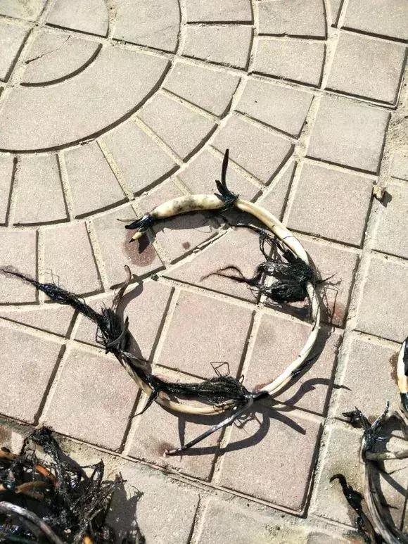 水缸种莲藕吃不完,旧水缸种莲藕的方法