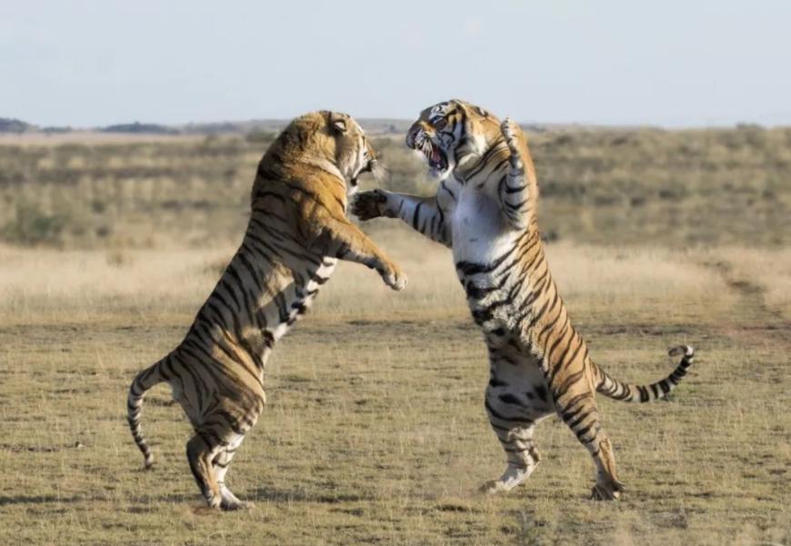 老虎VS狮子，会碰撞出怎样的火花？打得真厉害