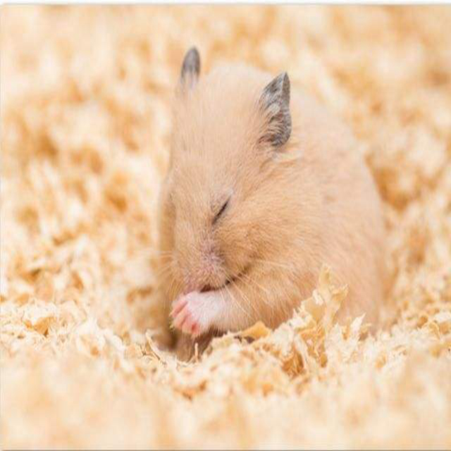 仓鼠怎么养才能防止冬眠,仓鼠怎么养才不会冬眠