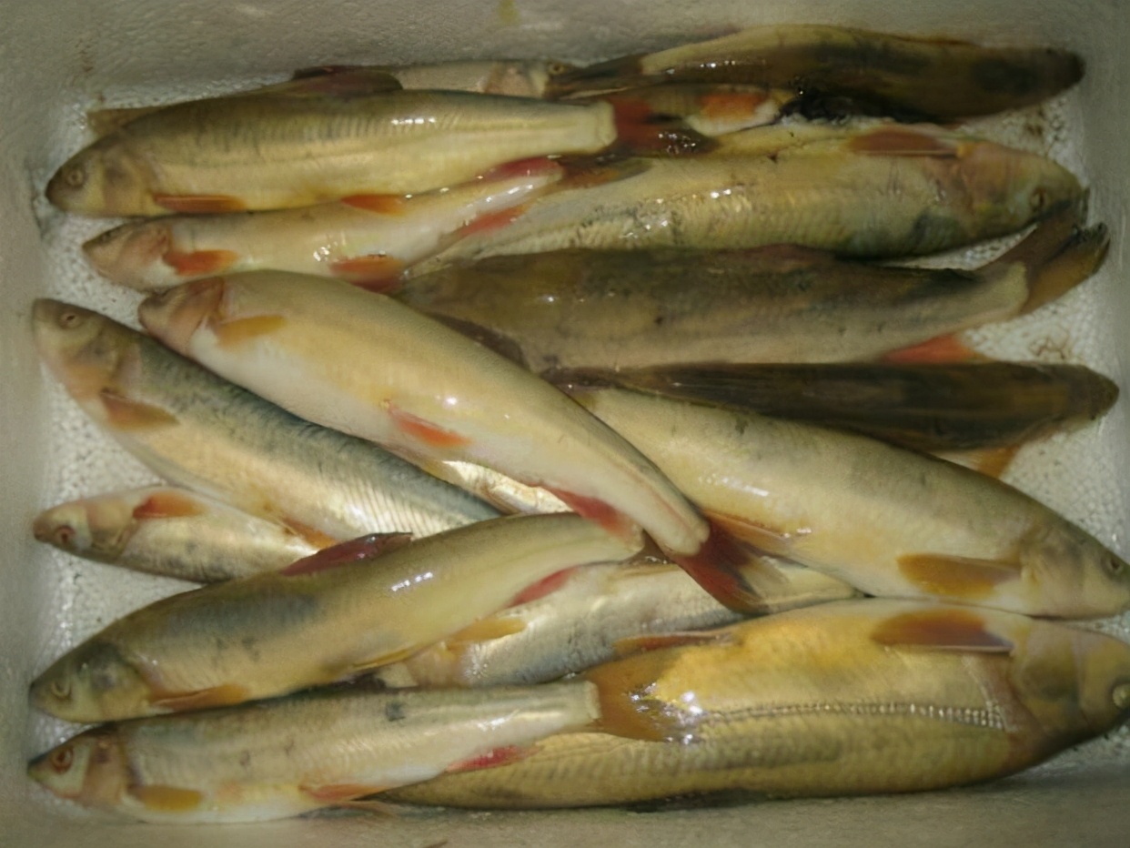 青海湖淡水湟鱼,青海湖湟鱼洄游产卵最佳观赏时间