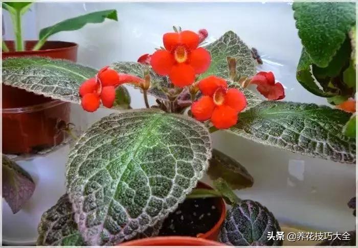 4种耐阴花好看好养活室内也能开,和绿萝长得很像耐阴的植物