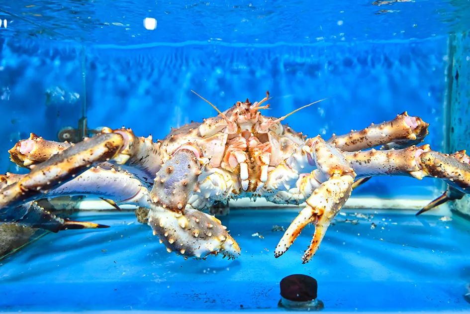 北京南城最大的早市在哪里,北京大兴早市哪个最好