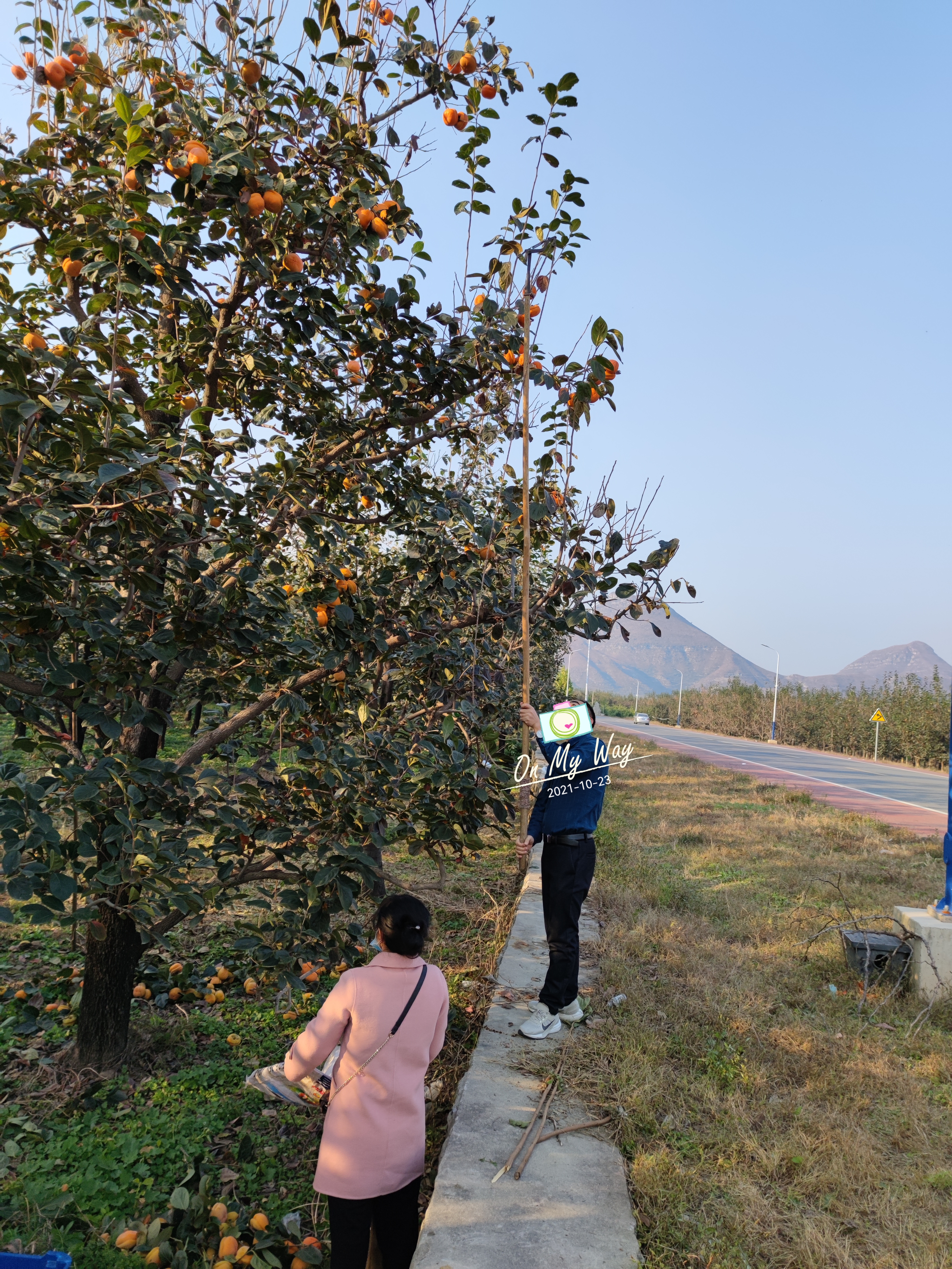 周末带孩子一起来体验采摘的乐趣,周末带孩子体验田园采摘的快乐