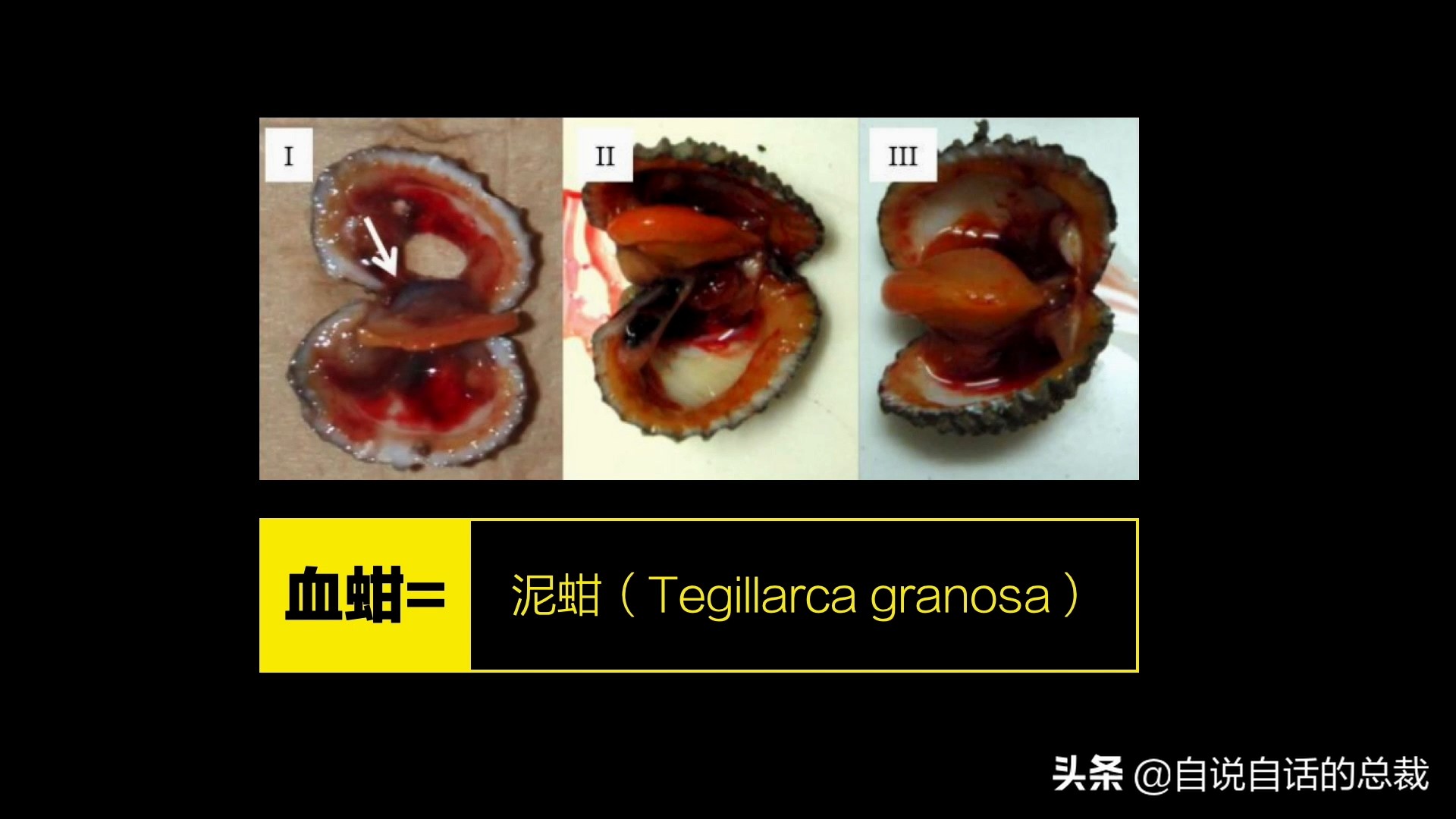蚬蚌蛏的区别是什么,蚶子蛤蜊蚬子区别