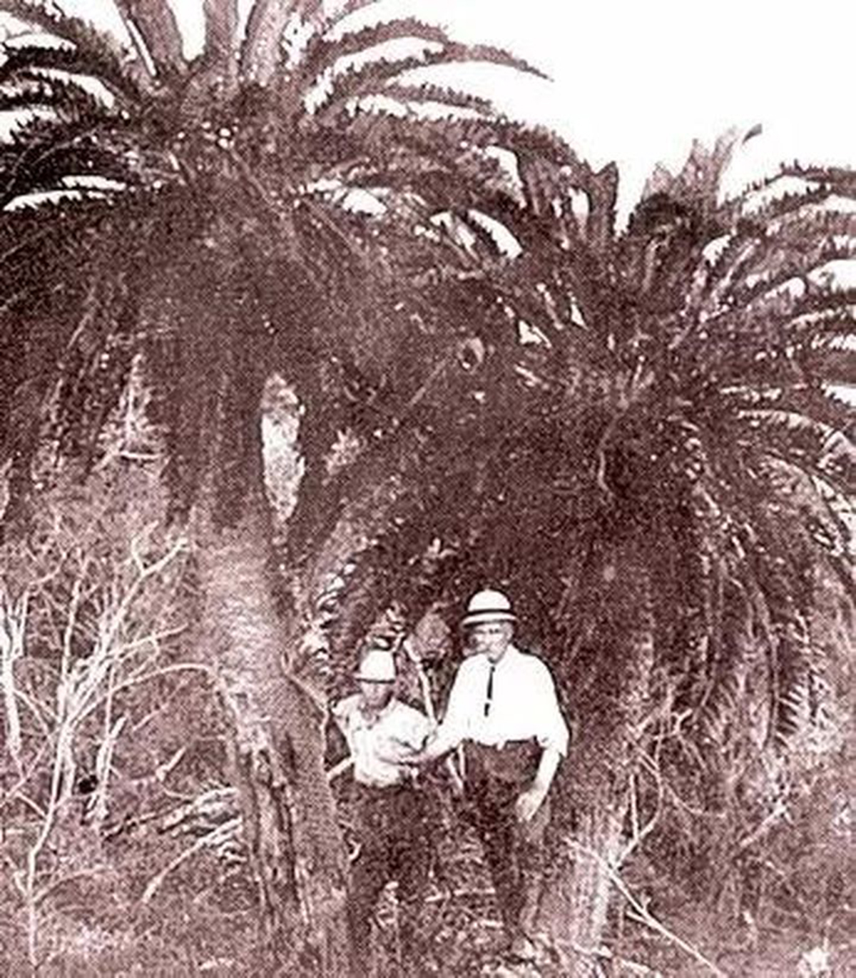 伍德苏铁：寻妻百年的铁树鳏夫，全球仅一棵，克隆的树苗价值15万