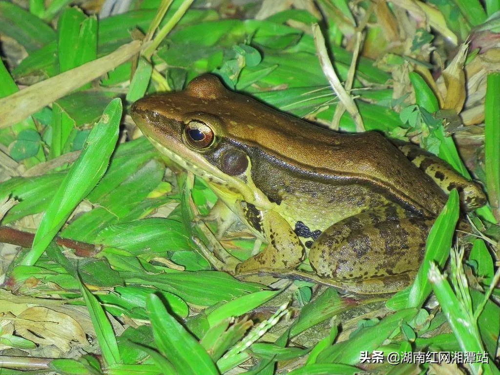顶风作案两男子捕捉野生青蛙被抓,抓捕野生青蛙法院会判决什么处罚