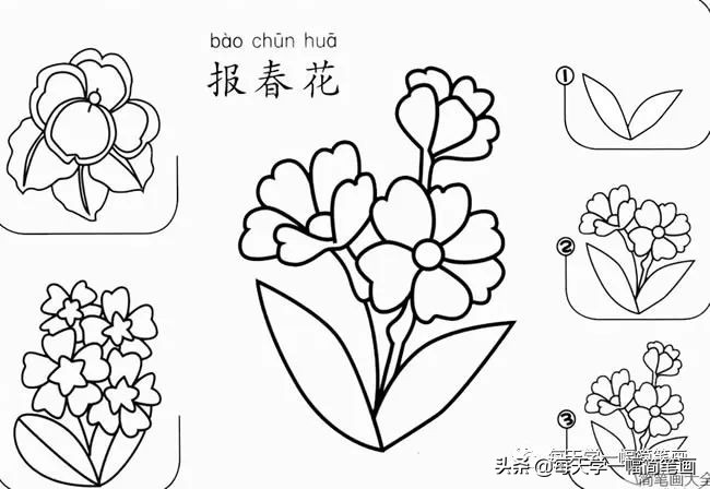 每天一幅简笔画的小教程,简笔画花朵的画法茉莉花