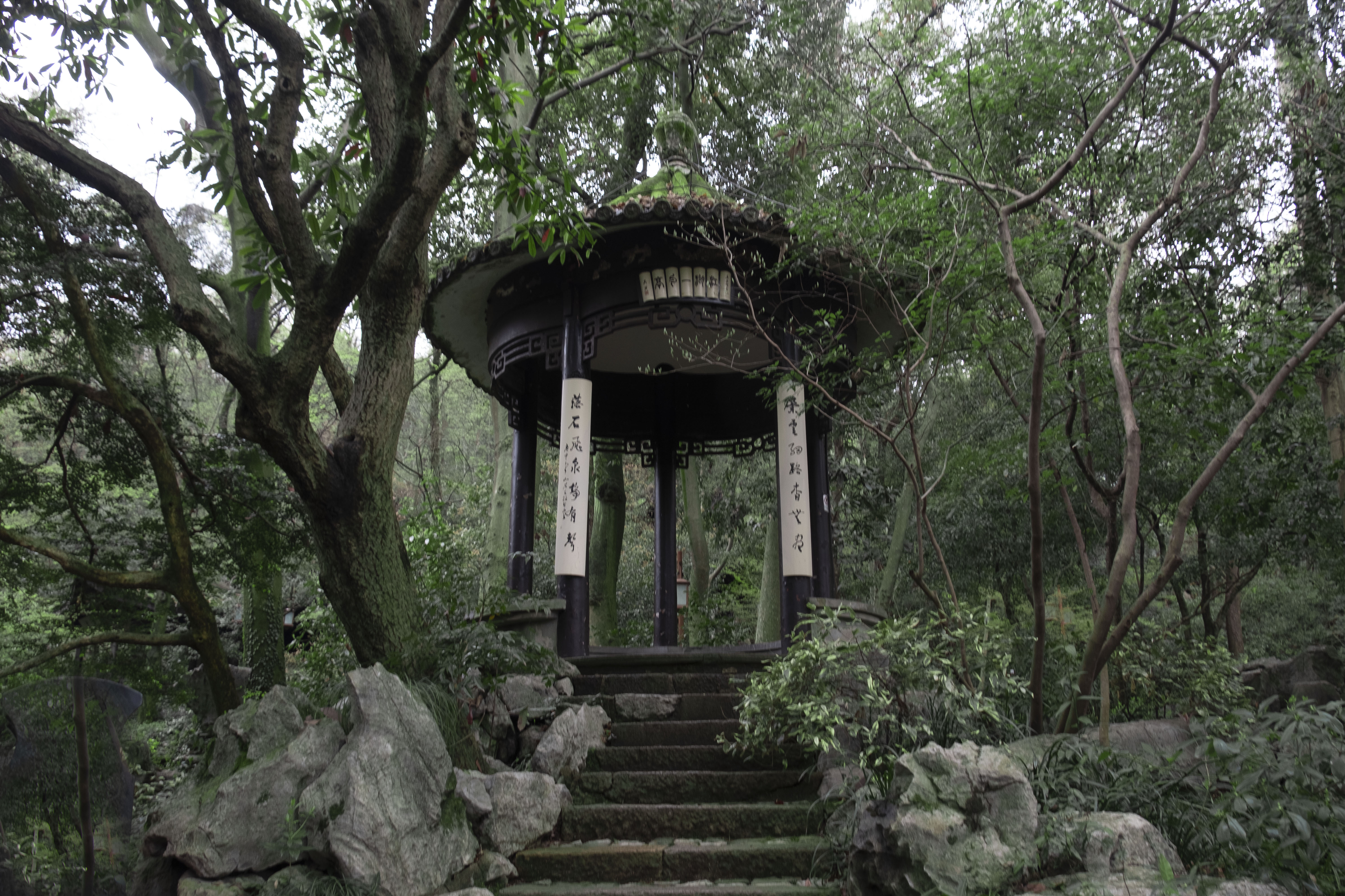 西湖龙井春茶季,龙井茶西湖明前春茶