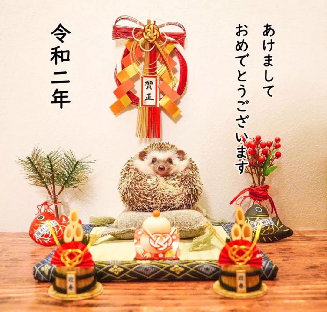 养一只戏精宠物是什么体验,养了一只小狐狸是什么体验