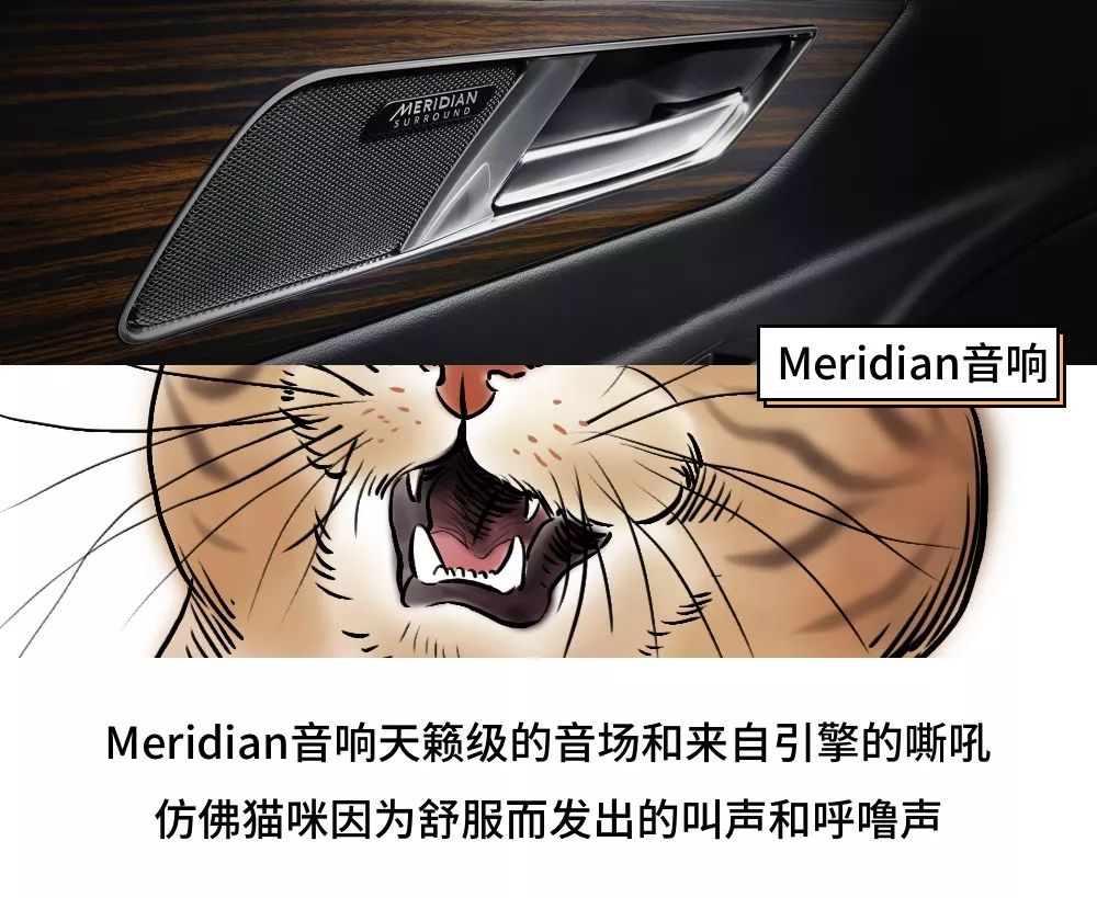 养猫的人到底有多有钱,北上广养猫的人