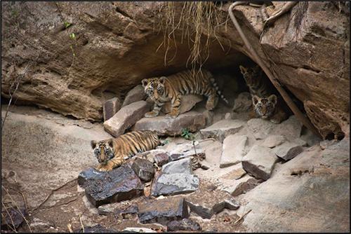猛兽的温柔！浅谈老虎是如何将一窝子女拉扯大的