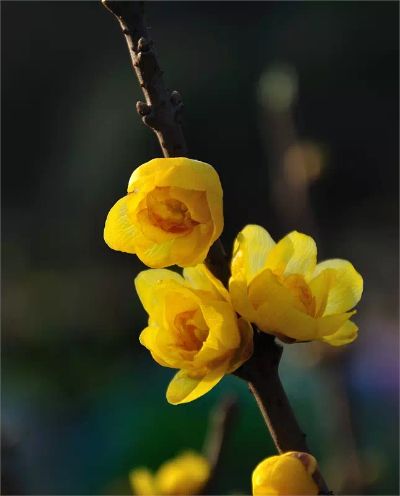 茶花是我国的十大名花吗,中国十大名花图片及花语