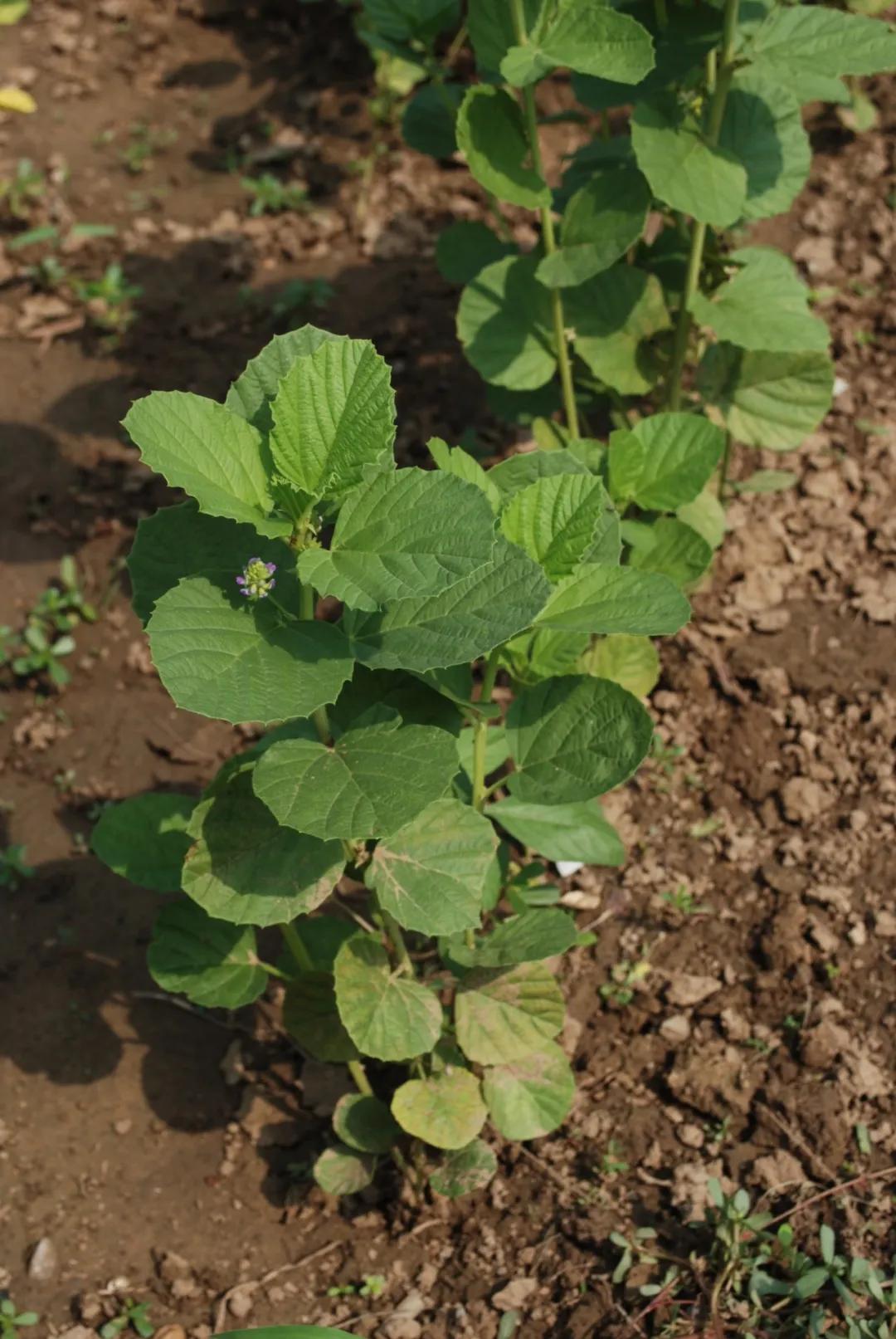 硬核整顿！高清中药教材原植物彩*图色**谱（四期）