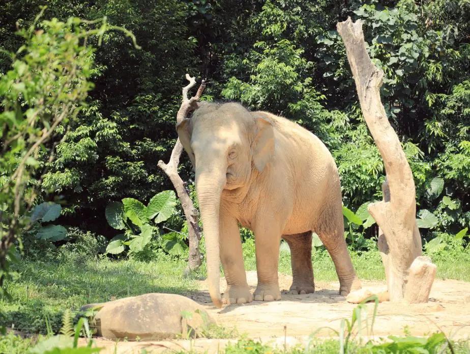 被冠以“素质低”的中国游客，如今成了一些国家最为思念的亲人