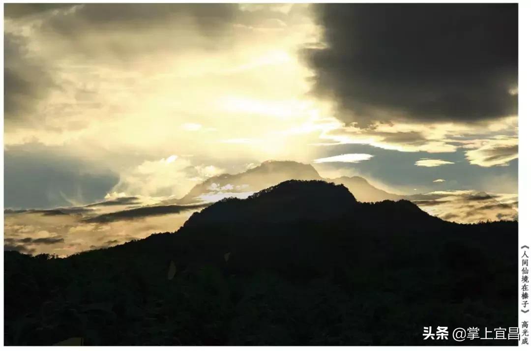 松子榛子,榛子东北榛子